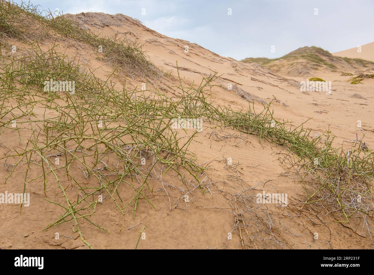 Nara plant, Acanthosicyos horridus, Cucurbitaceae, Sossuvlei region, Namib Desert, Namibia, Africa Stock Photo