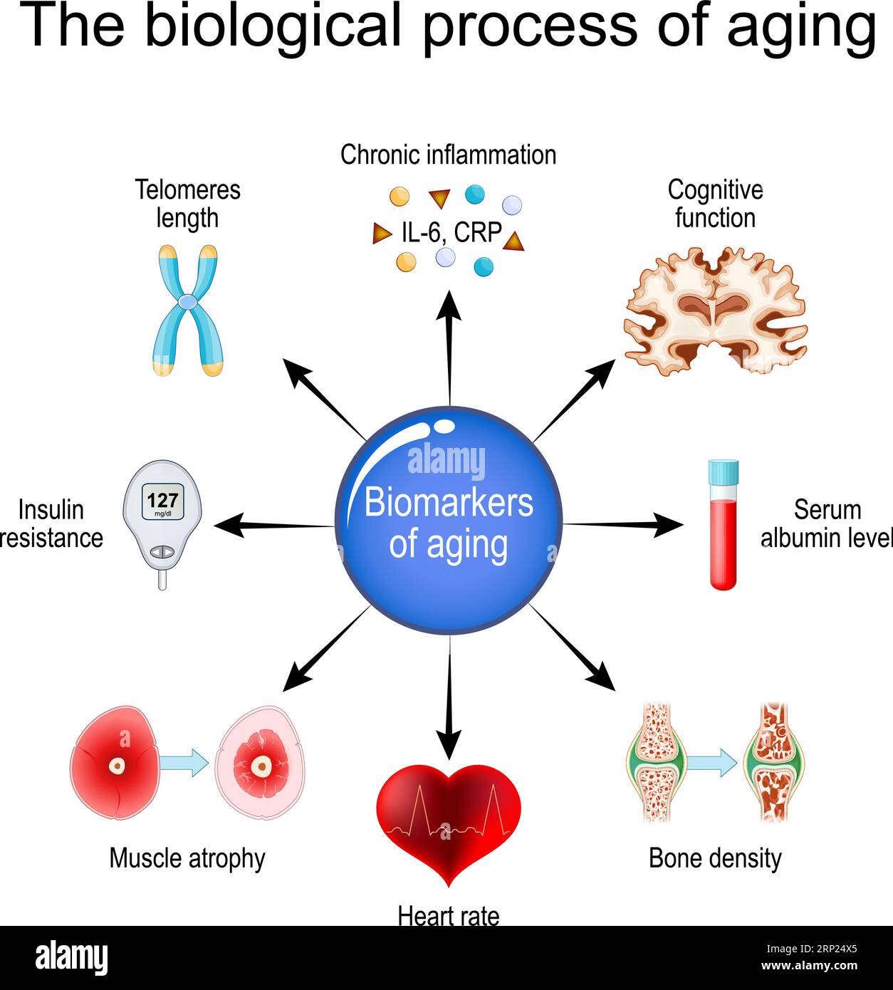 aging process. Frailty Biomarkers. Cellular senescence. Epigenetic clocks. Vector diagram Stock Vector