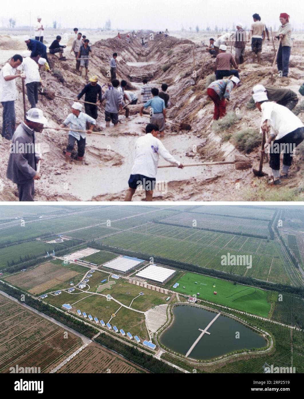 (180818) -- YINCHUAN, Aug. 18, 2018 -- Combo photo shows people building a water conservancy project (upper) in Minning Township in the initial stage of its development and a red raspberry base in Minning of northwest China s Ningxia Hui Autonomous Region on Aug. 17, 2018. Minning has converted from a town in Gobi desert to a modernized ecological relocation demonstration town over the past 21 years via a series of cooperation between Ningxia and southeast China s Fujian. Over 60,000 farmers in Xihaigu, an impoverished mountainous region in Ningxia, have been relocated to Minning. Cattle breed Stock Photo