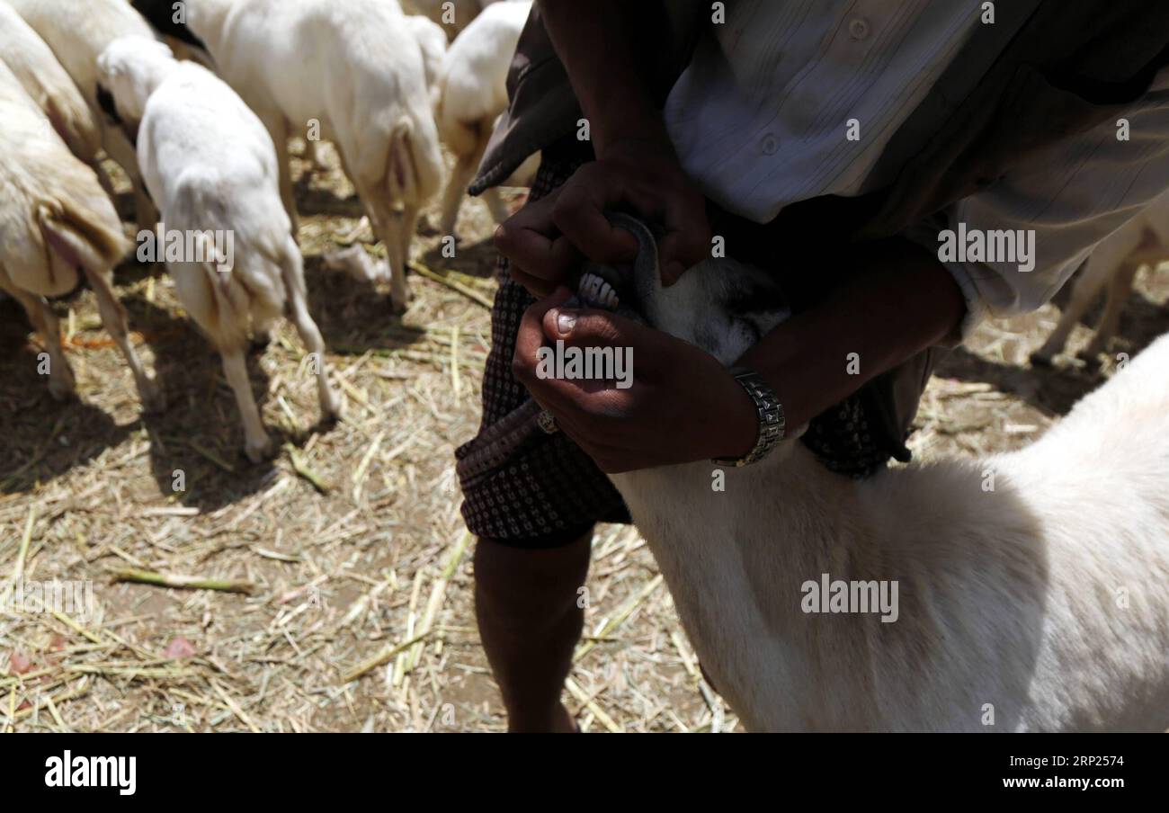 (180818) -- SANAA, Aug 18, 2018 -- A livestock merchant exposes the ...