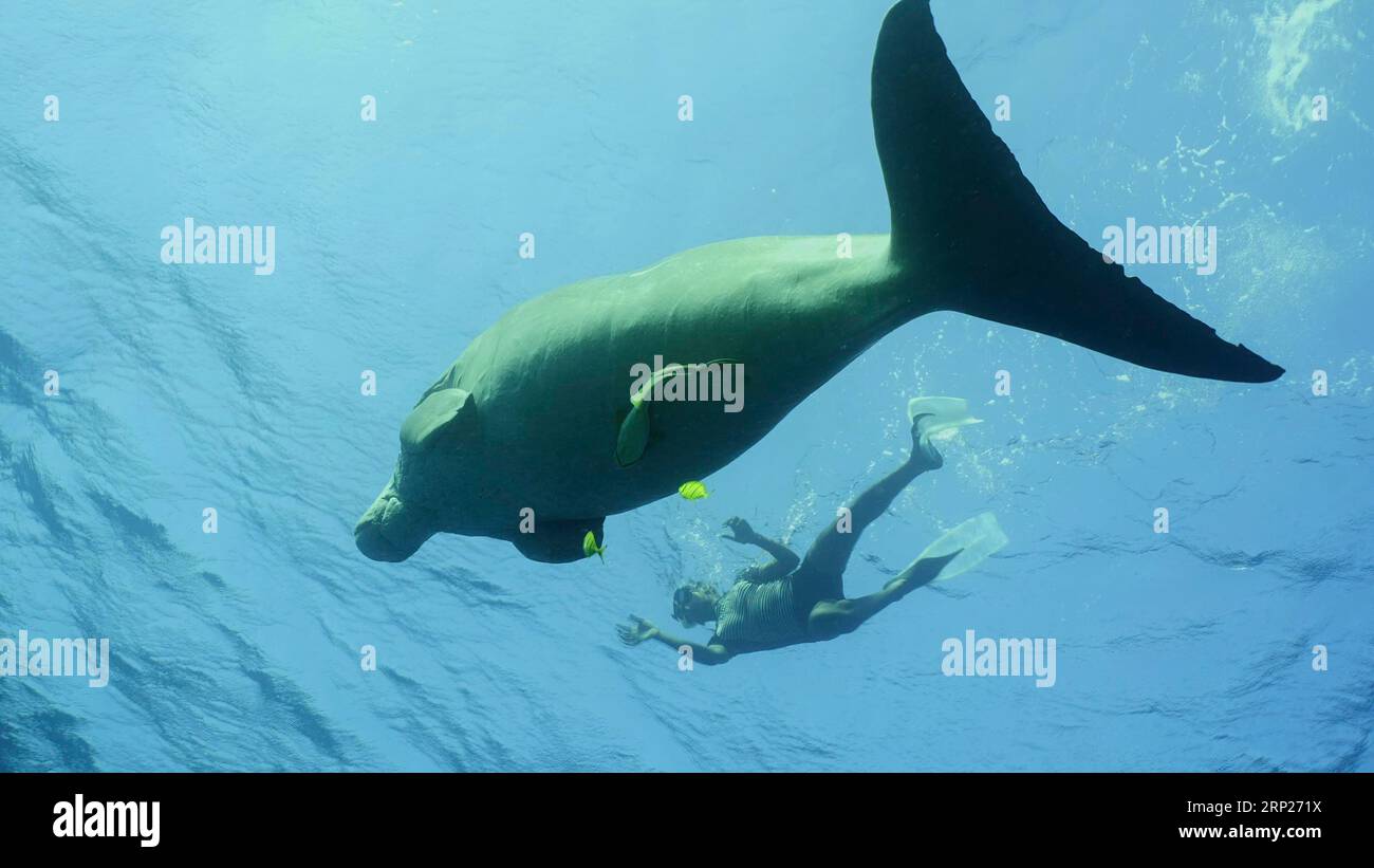 Dugong swims under surface of water, man swim nearby. Sea Cow (Dugong dugon) or Dugong swims under the surface of blue water, snorkel man swim on the Stock Photo