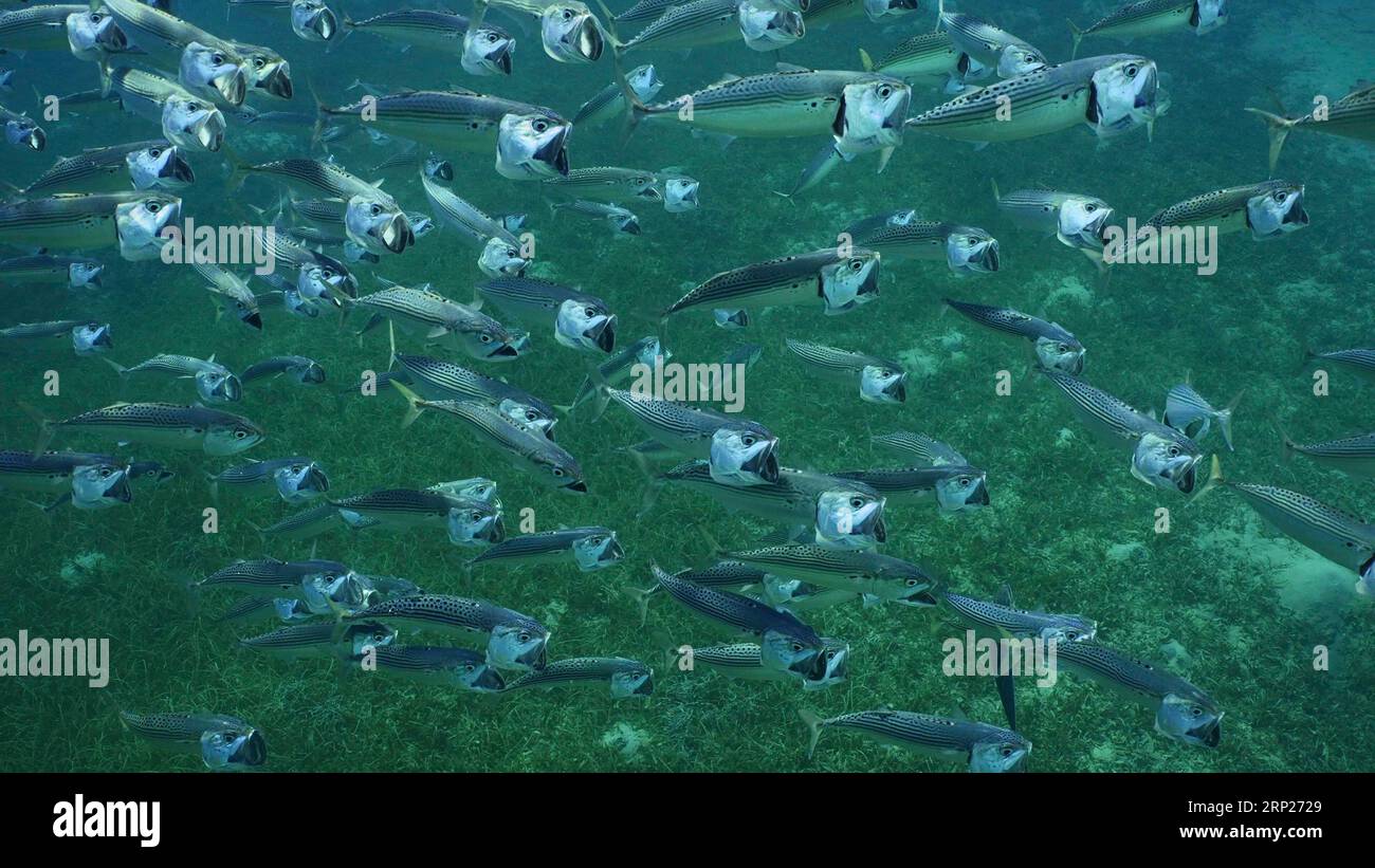 Top view on shoal of Striped Mackerel or Indian Nackerel (Rastrelliger kanagurta) swimming with open mouths filtering for plankton on sunny day on Stock Photo