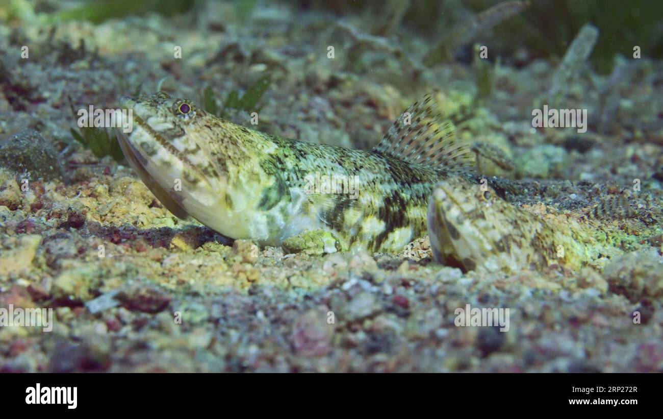 Sand lizardfish in the red sea hi-res stock photography and images