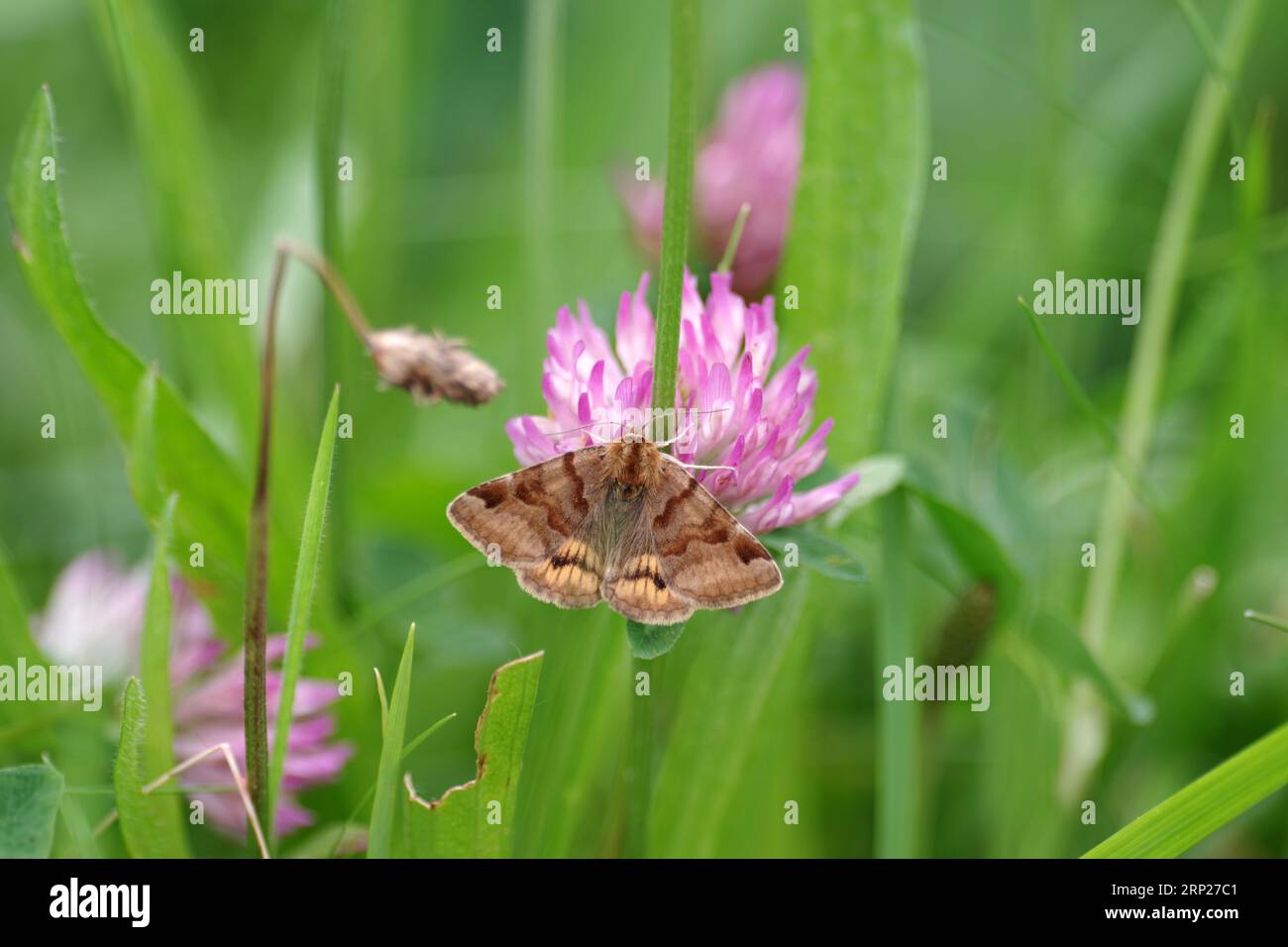 Burnet companion (Euclidia glyphica), butterfly, moth, insect, diurnal, red clover, meadow, Germany, close-up of brown day owl with open wings. The Stock Photo