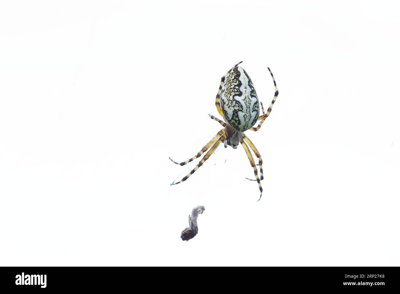 Oak leaf spider, also oak spider (Aculepeira ceropegia), high key image, Westerwald, Rhineland-Palatinate, Germany Stock Photo