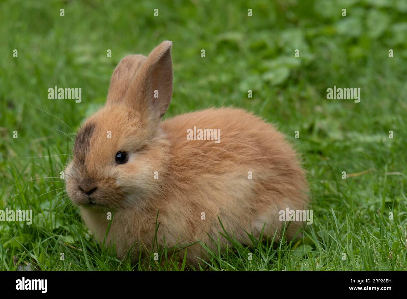 Dwarf rabbit (Brachylagus idahoensis), cream light red, sitting on a ...
