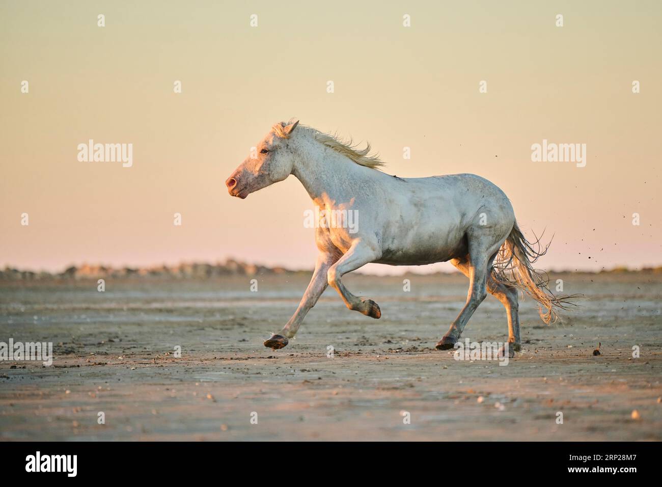 Camargue horses running on a beach at sunrise, France Stock Photo