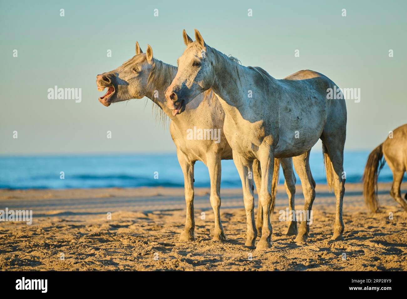 Camargue horses standing on a beach at sunrise, France Stock Photo