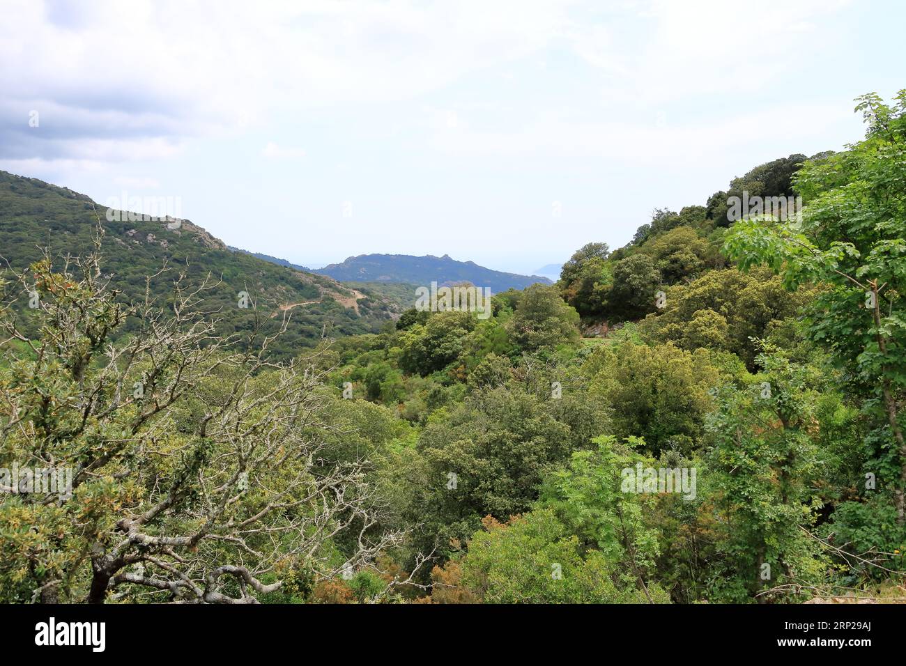 Mountain landscape In the south of Corsica on the way to Porto-Vecchio in France Stock Photo