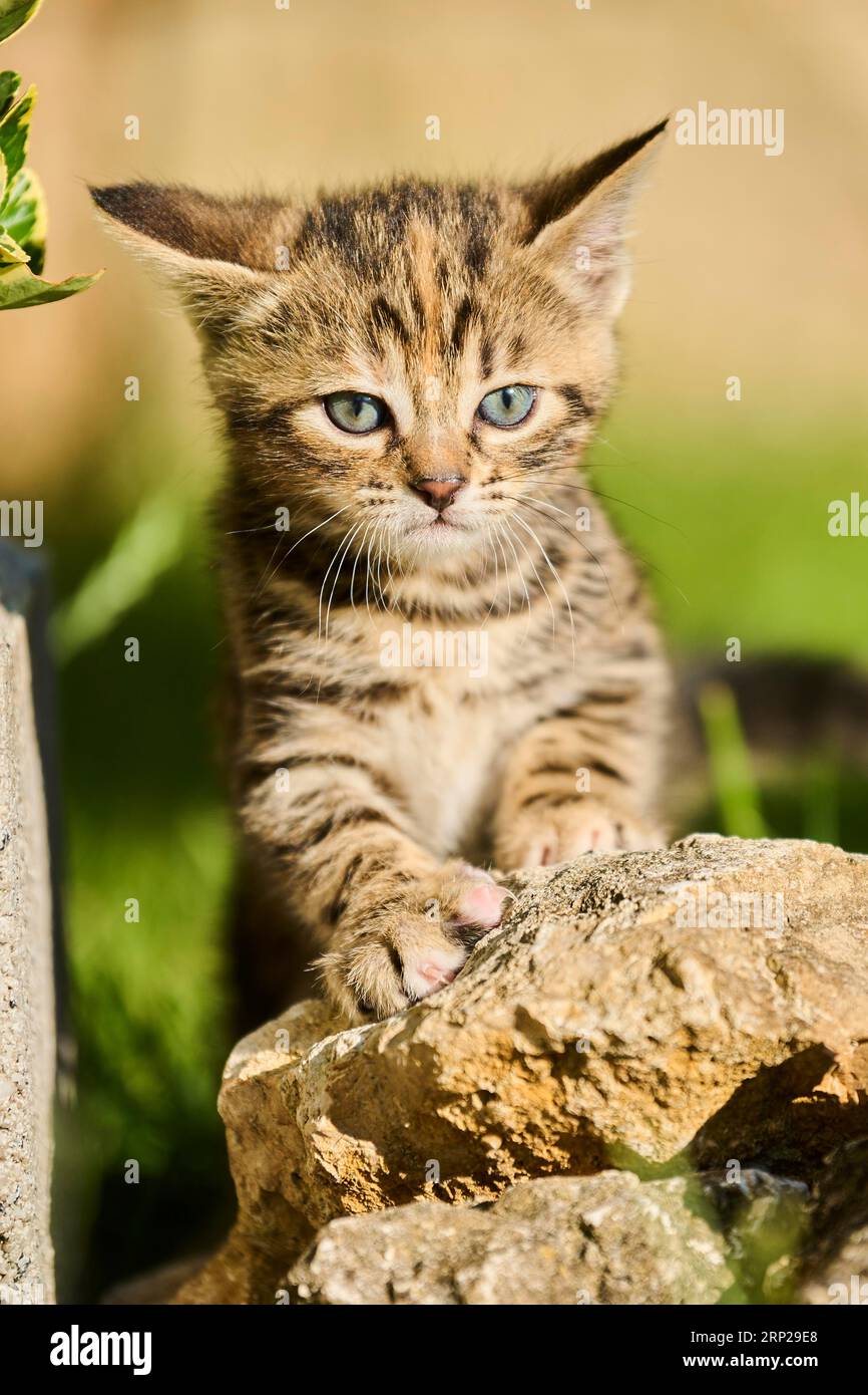Cute cat rock hi-res stock photography and images - Alamy