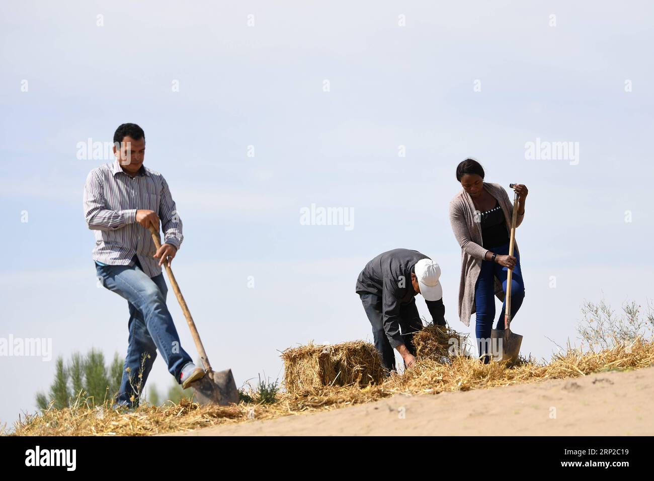 (180829) -- LANZHOU, Aug. 29, 2018 -- Nakanyala Elina Shekupe (1st R) learns desert control in Minqin County, northwest China s Gansu Province, Aug. 26, 2018. Shekupe, 37, is an agricultural technology official from Namibia. She and 11 other students are taking part in a desertification combating and ecological restoration training course organized by China s Ministry of Commerce in Gansu. I hope more and more African friends will come to China to learn new technology on desert control and benefit people in their hometown, she said. )(mcg) CHINA-GANSU-DESERTIFICATION COMBAT-AFRICAN STUDENT (CN Stock Photo