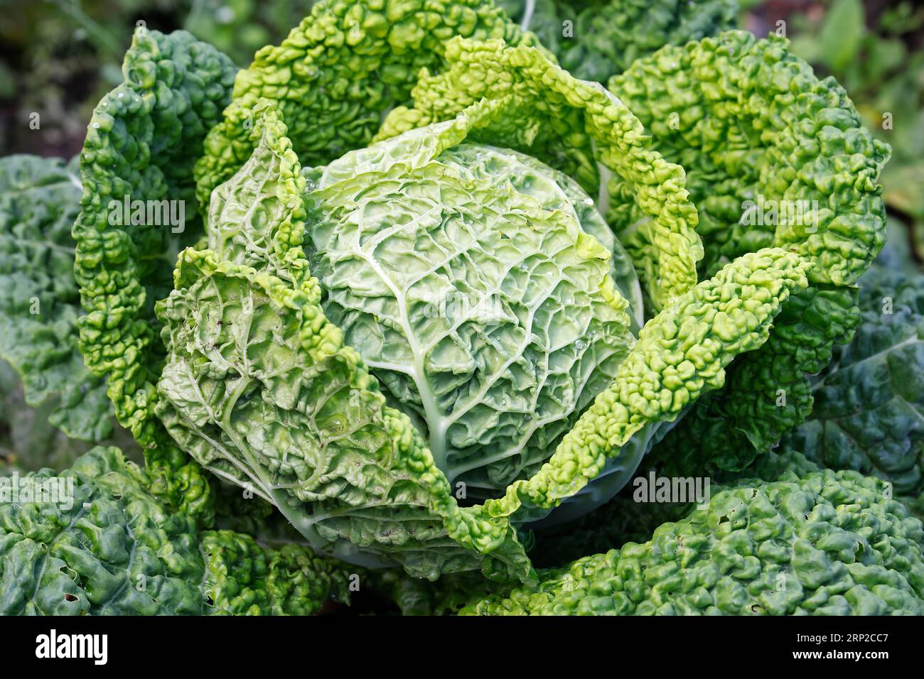 Cabbage, vegetable cabbage (Brassica oleracea var. sabauda) Savoy cabbage, vegetables, Schleswig-Holstein, Germany Stock Photo