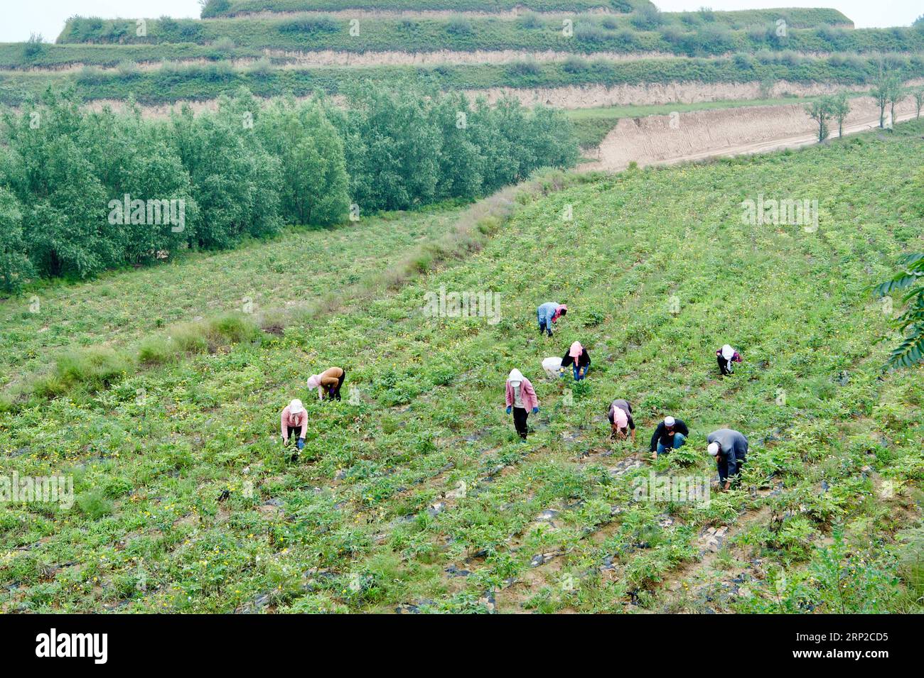 (180830) -- GUYUAN, Aug. 30, 2018 (Xinhua) -- Farmers pick peony flower seeds for oil manufacturing at a planting base in Yuanzhou District of Guyuan City, northwest China s Ningxia Hui Autonomous Region, Aug. 28, 2018. Yuanzhou government started to cooperate with the peony seed oil company Ruidanyuan in 2014 to establish a peony planting base for processing and production of peony products on barren mountains. So far, the planting base has created over 300 job opportunities for impoverished locals and achieved sound improvements on environmental protection. (Xinhua/Jiang Kehong) (hxy) CHINA- Stock Photo