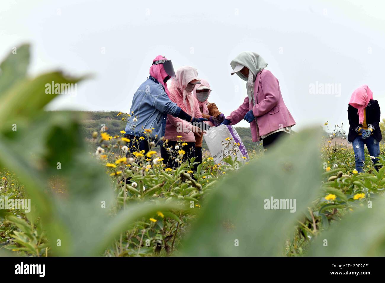 (180830) -- GUYUAN, Aug. 30, 2018 (Xinhua) -- Farmers pick peony flower seeds for oil manufacturing at a planting base in the Yuanzhou District of Guyuan City, northwest China s Ningxia Hui Autonomous Region, Aug. 28, 2018. Yuanzhou government started to cooperate with the peony seed oil company Ruidanyuan in 2014 to establish a peony planting base for processing and production of peony products on barren mountains. So far, the planting base has created over 300 job opportunities for impoverished locals and achieved sound improvements on environmental protection. (Xinhua/Guo Xulei) (hxy) CHINA Stock Photo