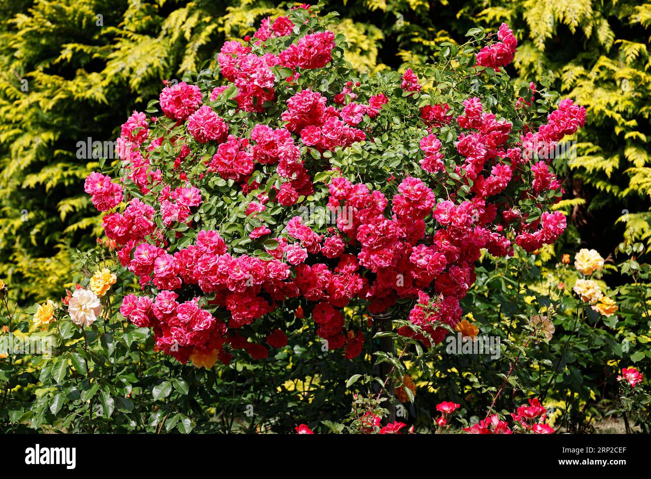 Flowering rose bush hi-res stock photography and images - Alamy