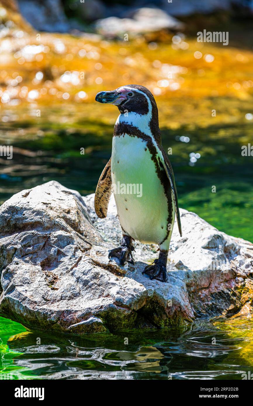 Northern rockhopper penguin (Eudyptes moseleyi), zoo, captive, Schoenbrunn, Vienna, Austria Stock Photo