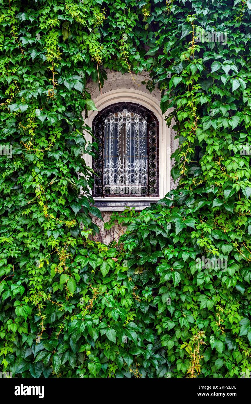 Arched window entwined with -common (Parthenocissus vitacea) maidenhair vine-, Kempten, Allgaeu, Bavaria, Germany Stock Photo