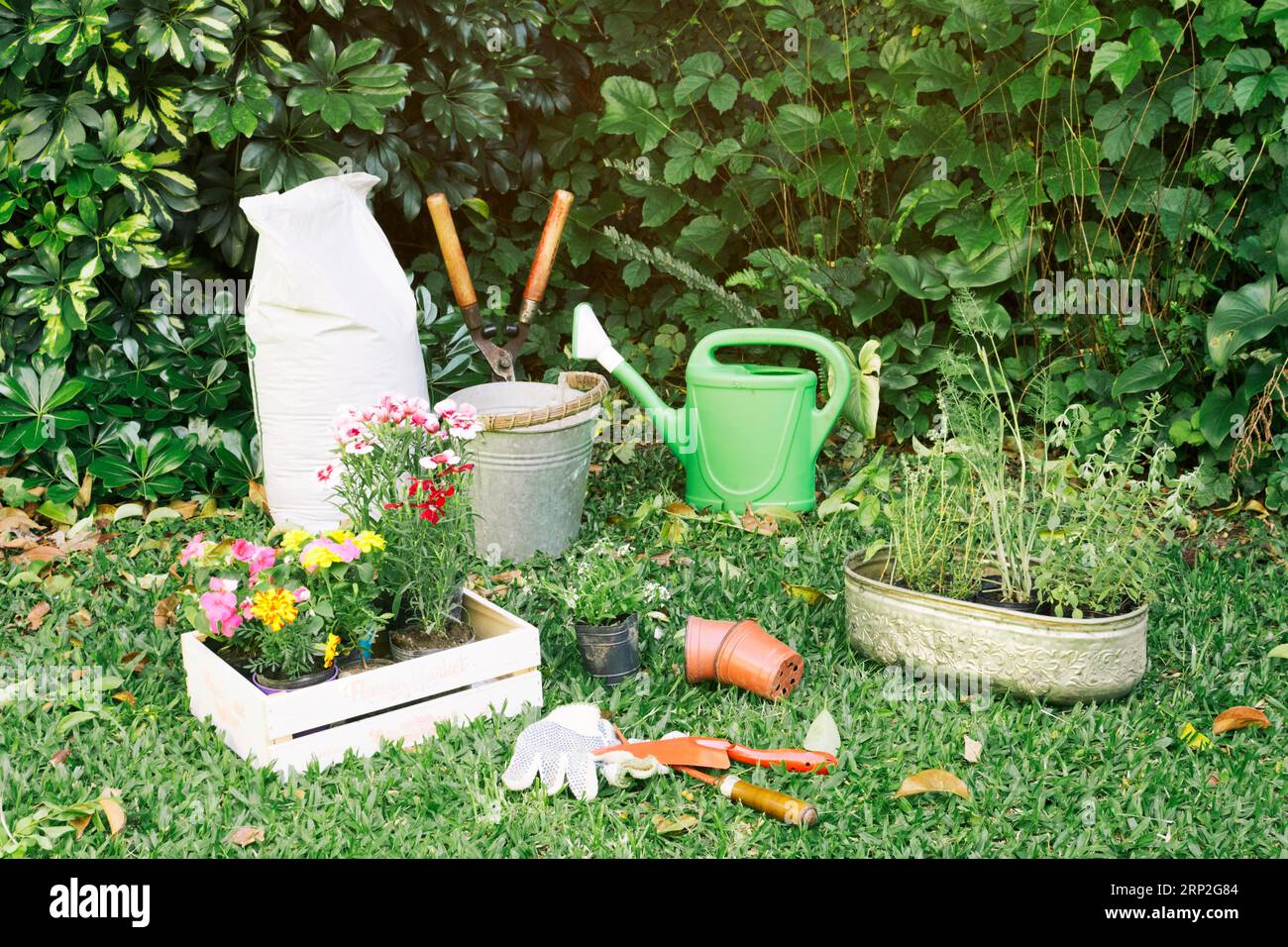 Gardening inventory with flowerpots grass Stock Photo