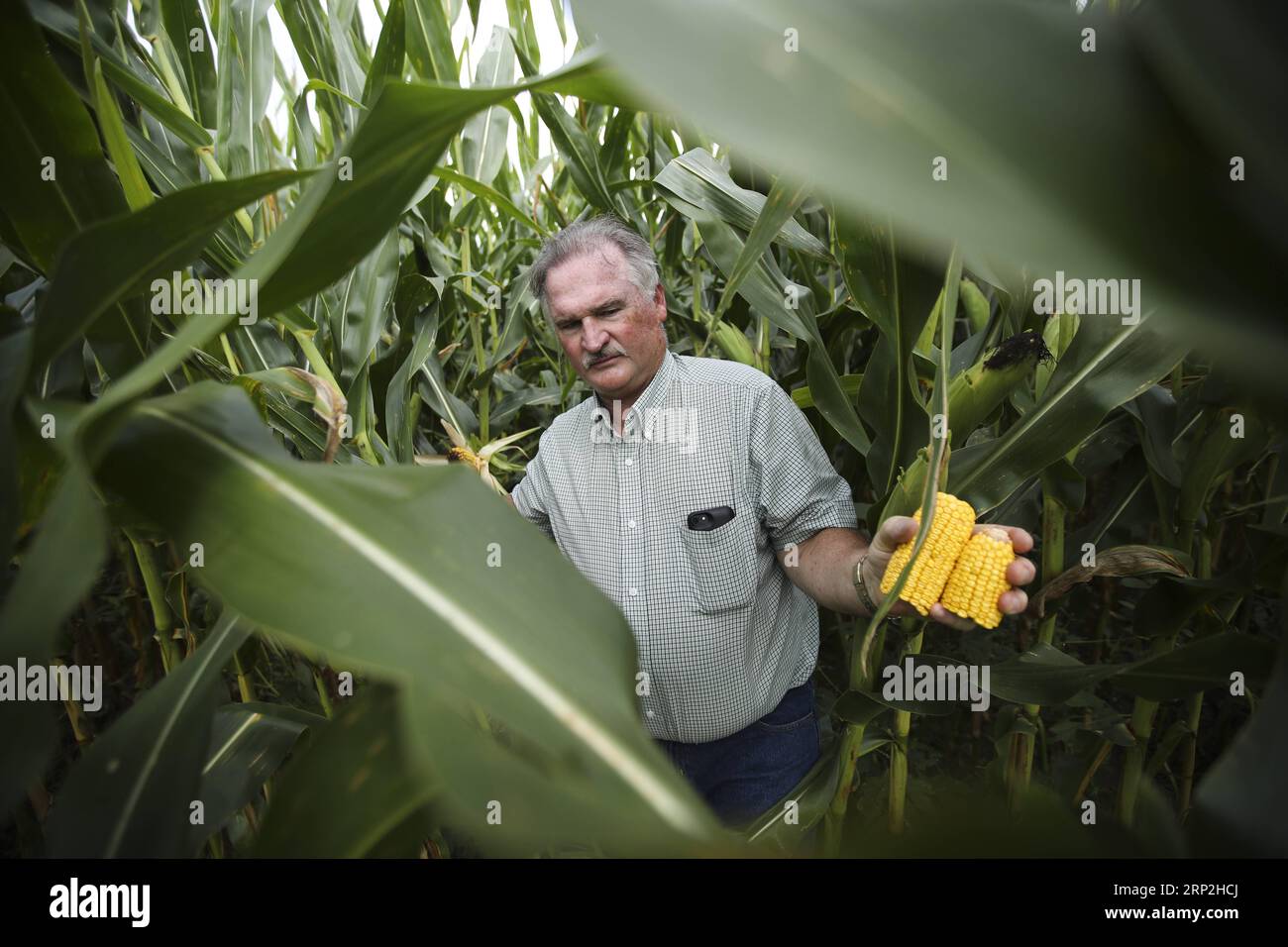 (180904) -- BEIJING, Sept. 4, 2018 -- Fred Yoder, a fourth-generation farmer, examines growing corns at his farm in Plain City, 24 kilometers away from Worthington, in Ohio, the United States, Aug. 18, 2018. TO GO WITH Xinhua Headlines: Trump s tariffs make American farmers anxious as harvest season draws near. ) Xinhua Headlines: Trump s tariffs make American farmers anxious as harvest season draws near WangxYing PUBLICATIONxNOTxINxCHN Stock Photo
