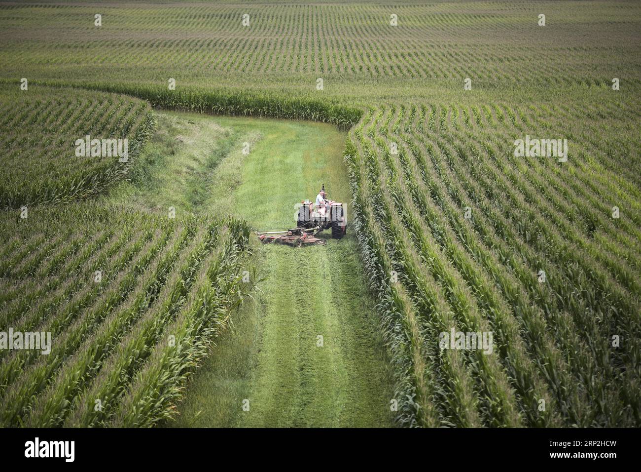 (180904) -- BEIJING, Sept. 4, 2018 -- Fred Yoder, a fourth-generation farmer, clears weeds in the corn field at his farm in Plain City, 24 kilometers away from Worthington, in Ohio, the United States, Aug. 18, 2018. TO GO WITH Xinhua Headlines: Trump s tariffs make American farmers anxious as harvest season draws near. ) Xinhua Headlines: Trump s tariffs make American farmers anxious as harvest season draws near WangxYing PUBLICATIONxNOTxINxCHN Stock Photo