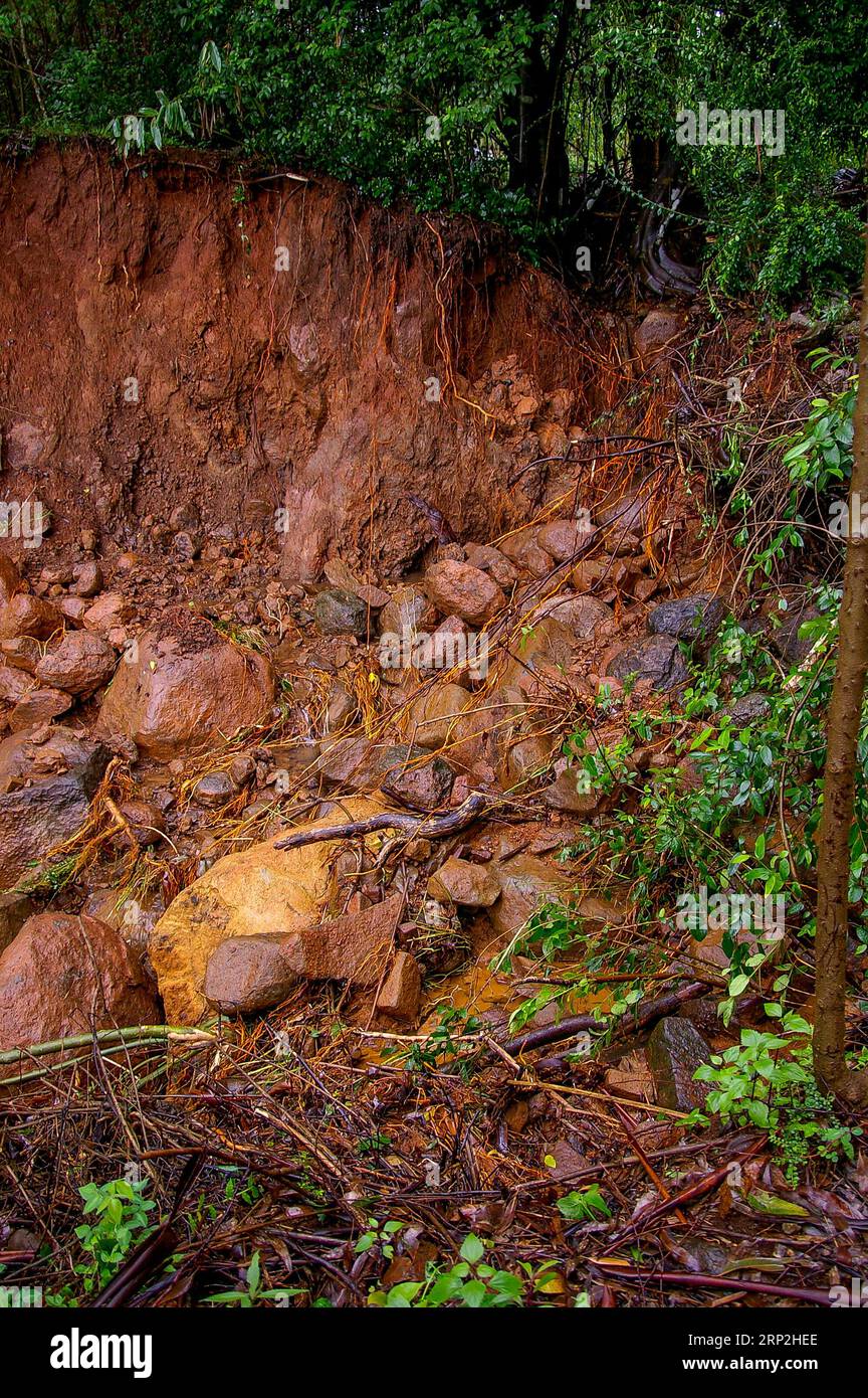 Aftermath of landslide caused by heavy rain in lowland subtropical rainforest on Tamborine