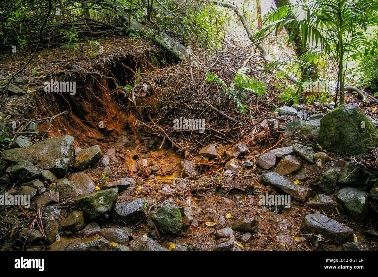 Earth and trees washed away during landslip caused by extreme rainfall in sub-tropical lowland rainforest, Tamborine Mountain, Australia. Erosion. Stock Photo