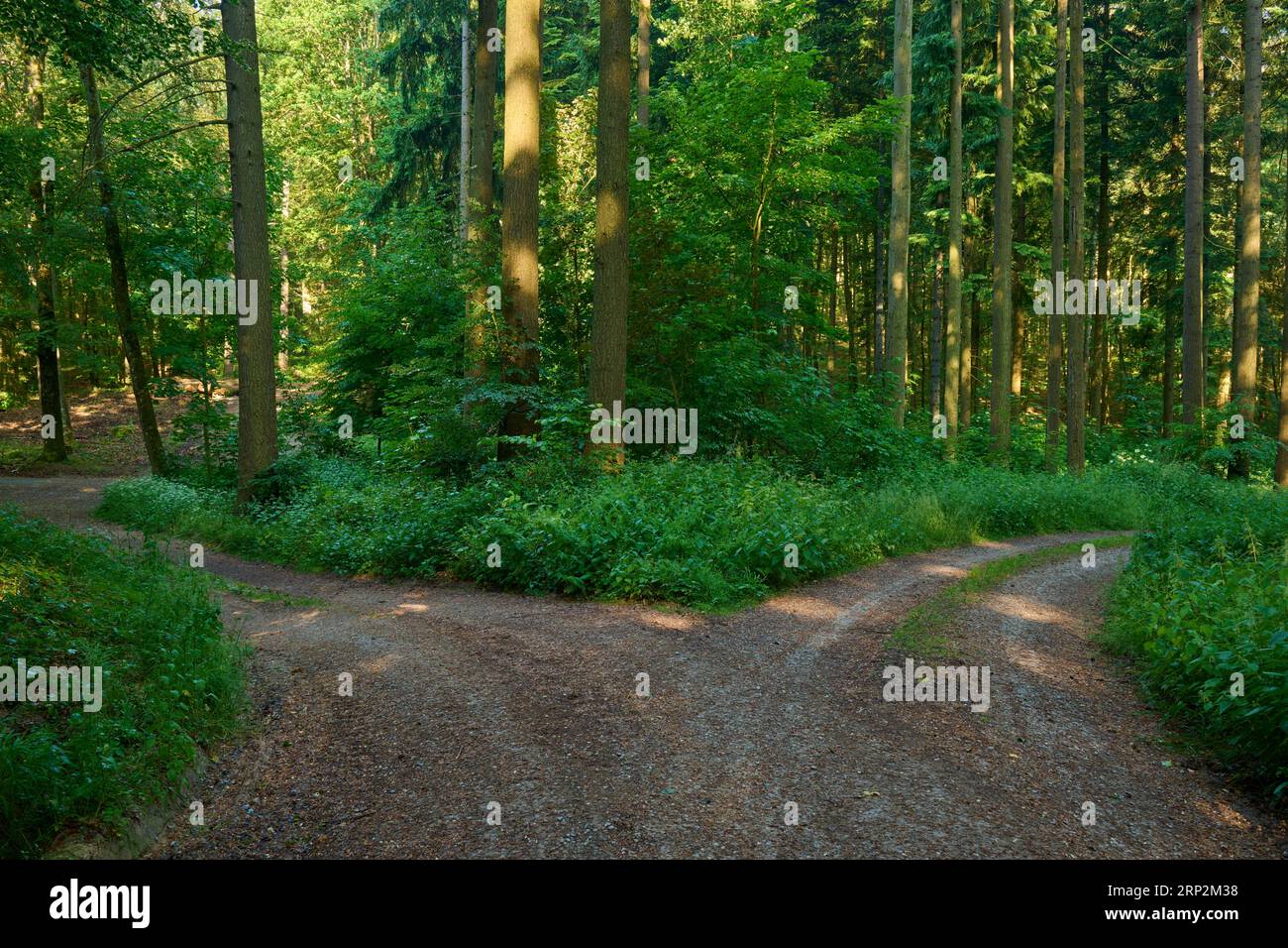 Fork in the road, forest path, deciduous forest, summer, Kirchzell