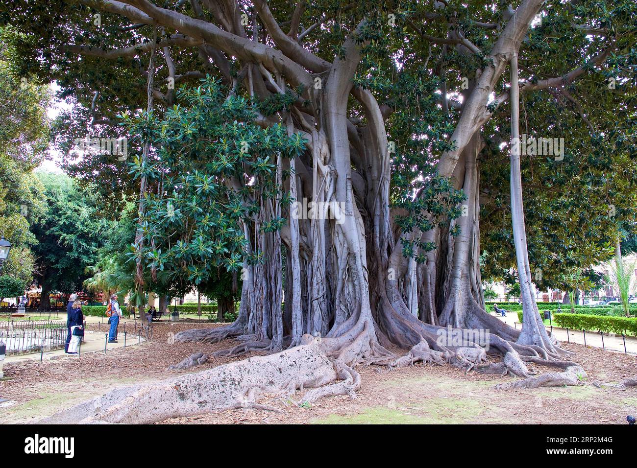 Giant fig (gigas ficus), roots and part of crown, visitor small