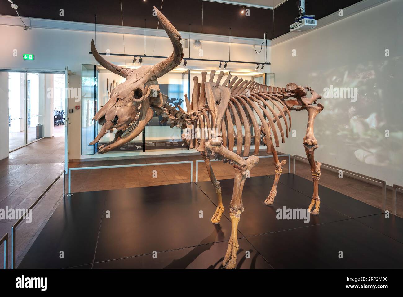 Prehistoric Aurochs Skeleton from the Vig at National Museum of Denmark - Copenhagen, Denmark Stock Photo