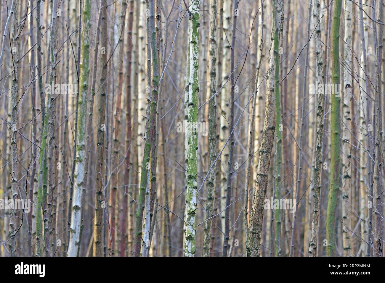 Deciduous forest, dense stand of young trees, birch (Betula), North