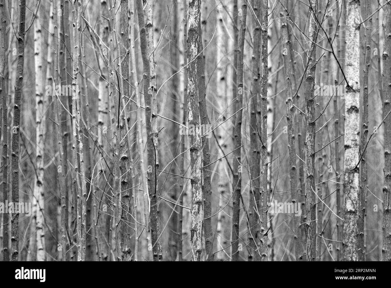 Deciduous forest, dense stand of young trees, birch (Betula), black and