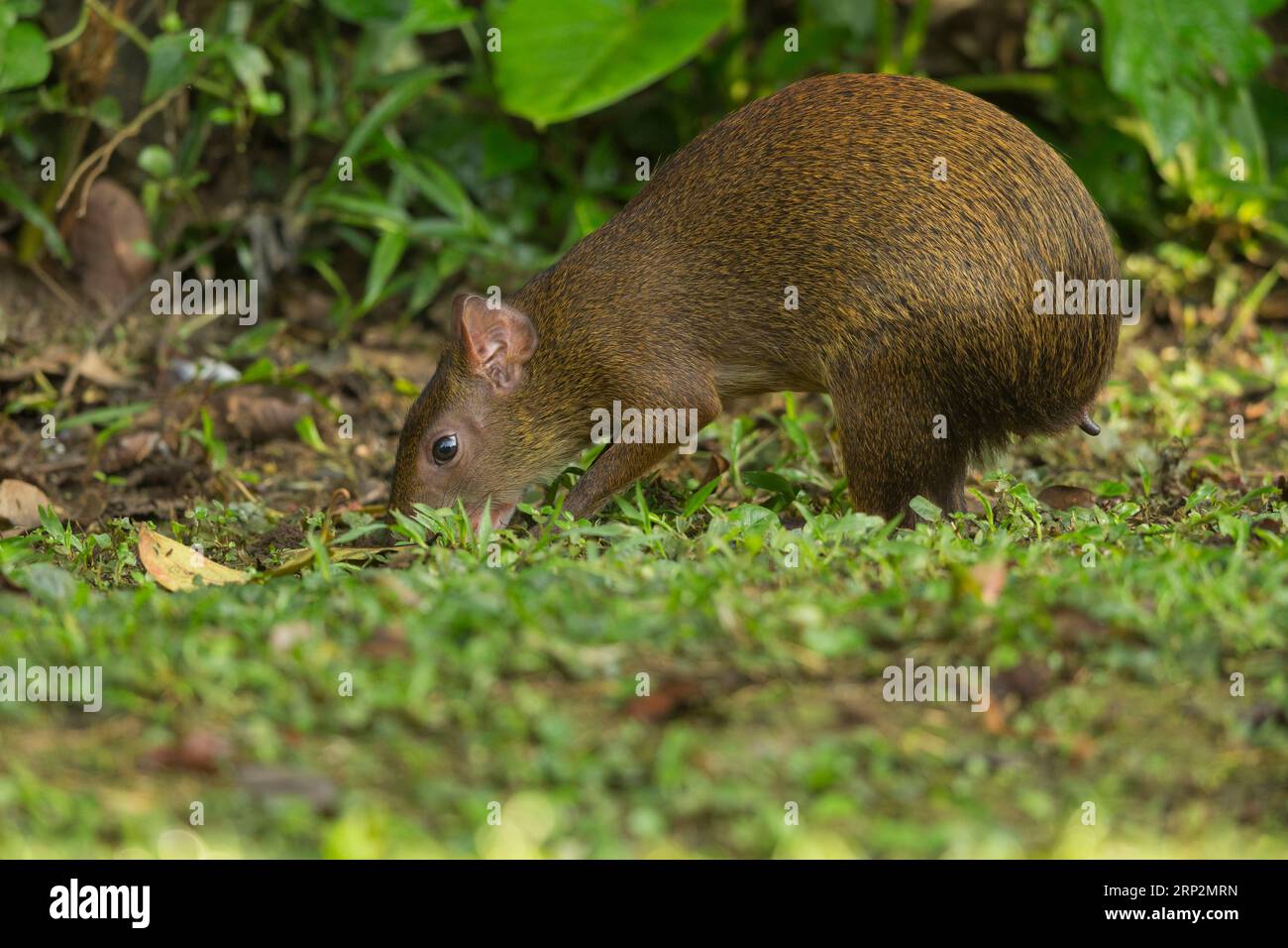 Brown agouti Dasyprocta variegata variegata, adult foraging on ground