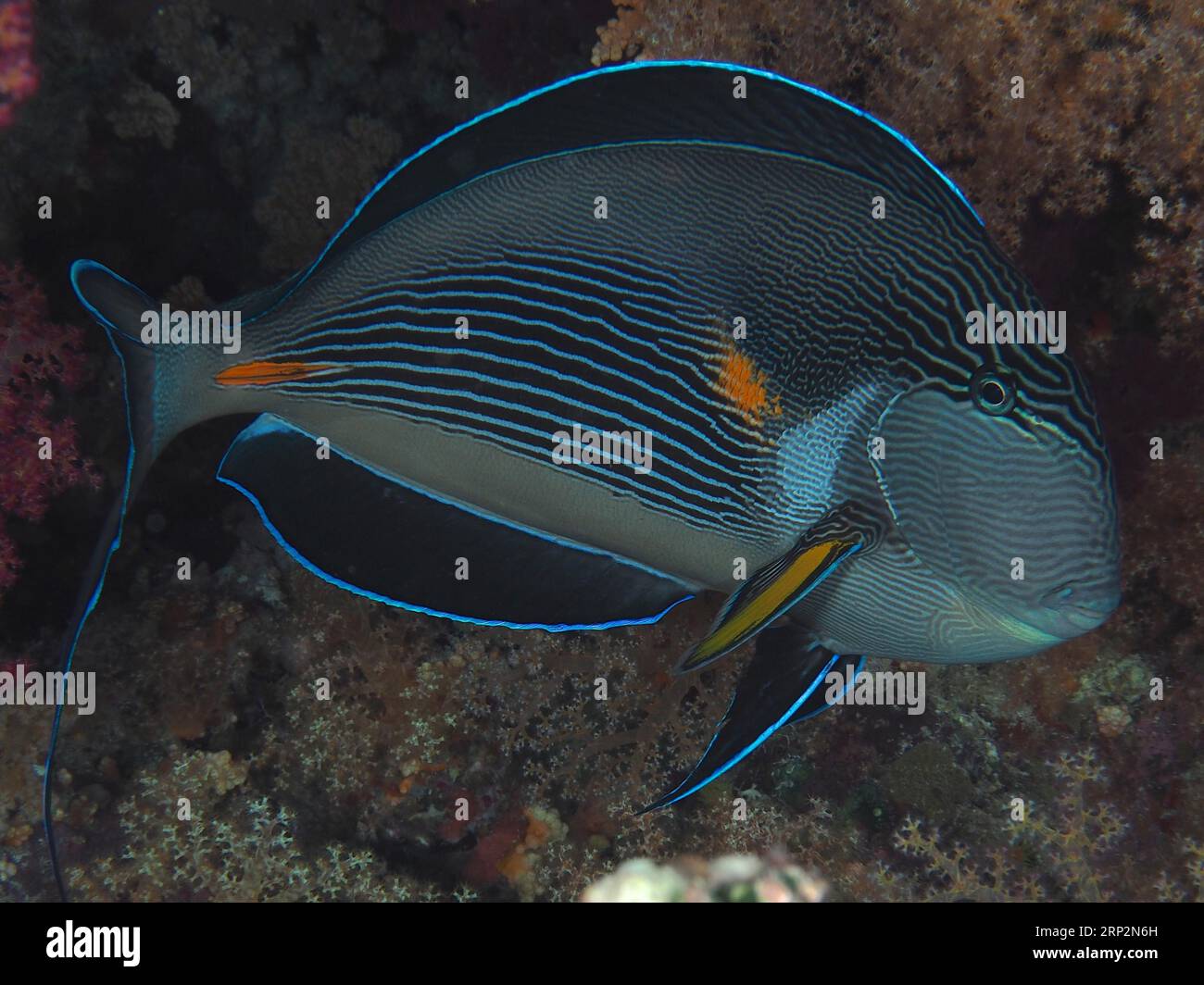 Red sea clown surgeon (Acanthurus sohal) at night, St Johns reef dive site, Saint Johns, Red Sea, Egypt Stock Photo