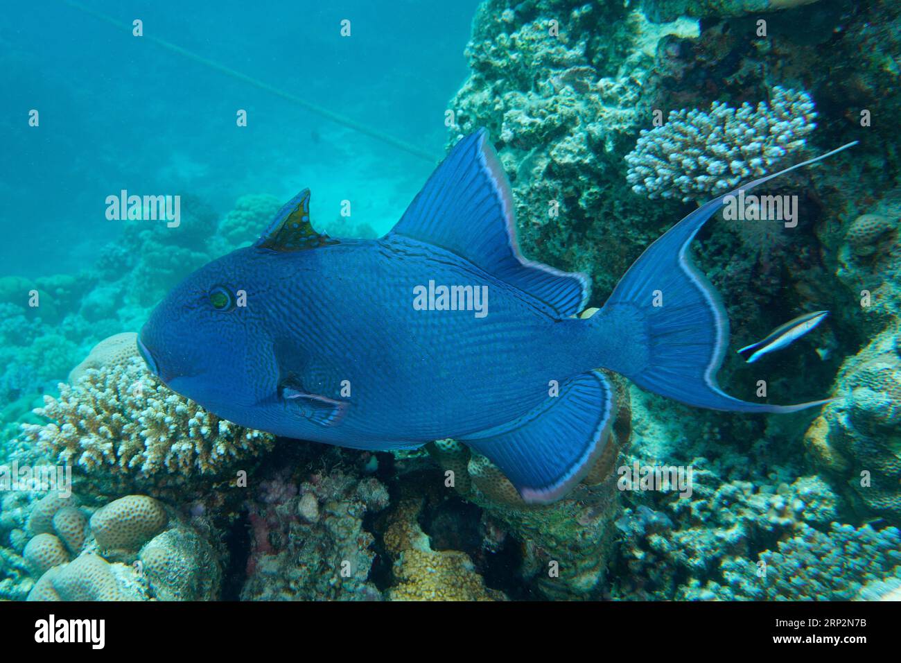 Blue triggerfish (Pseudobalistes fuscus), House Reef dive site, Mangrove Bay, El Quesir, Red Sea, Egypt Stock Photo