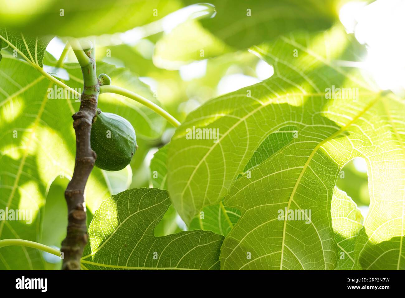 Ripe fig on a fig tree, Duesseldorf Stock Photo