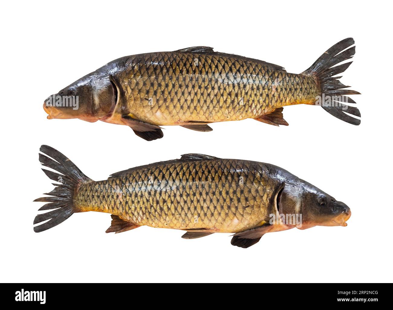Carp fish. image of a carp on a white background. Stock Photo