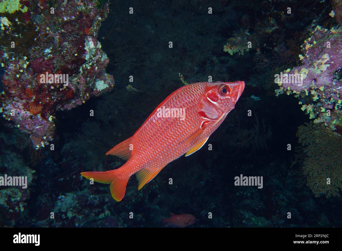 Big spine hussar (Sargocentron spiniferum), Big Brother dive site