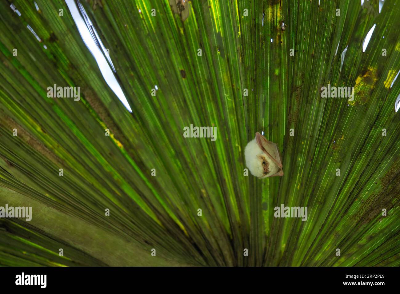 Northern Ghost Bat Diclidurus albus, roosting on underside of palm