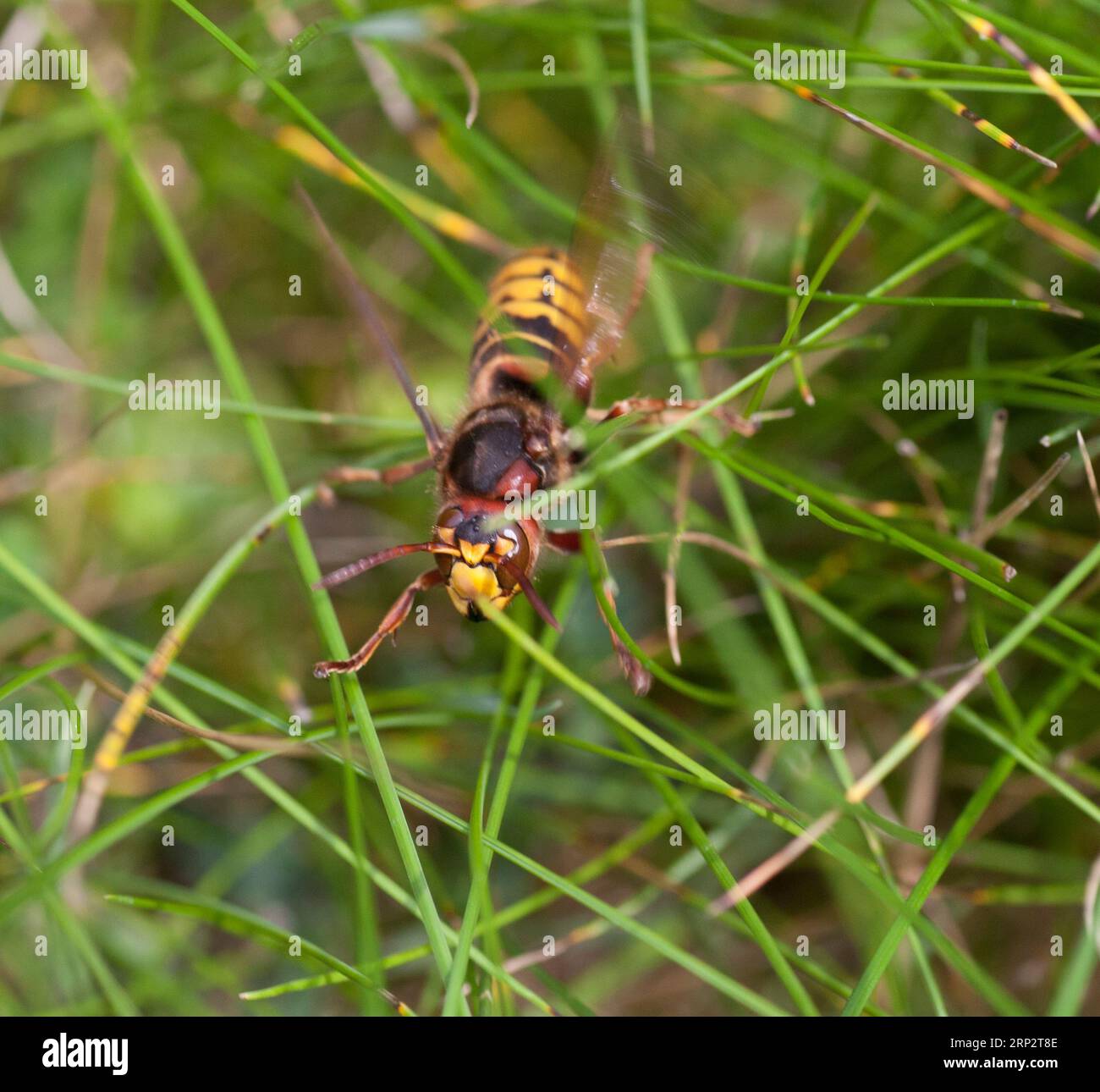 EUROPEAN HORNET Vespa crabro Stock Photo - Alamy