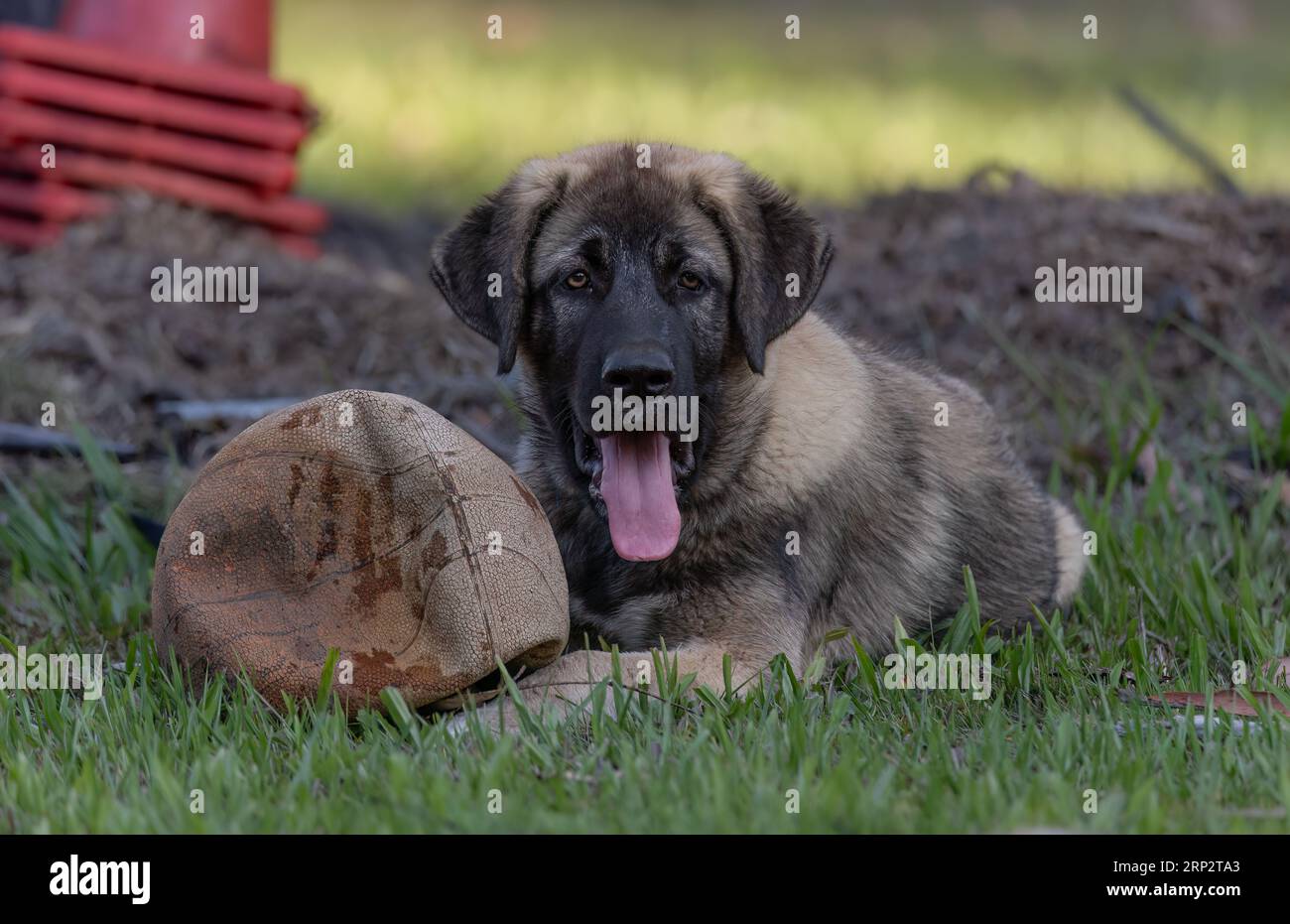 15 week old Anatolian Shepherd puppy with his basketball Stock Photo