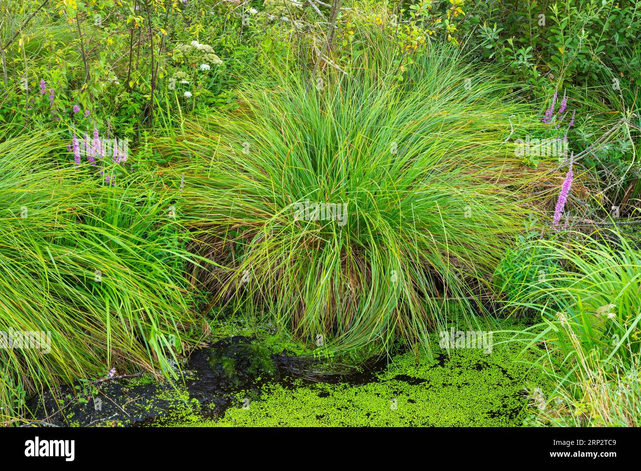 Greater tussock sedge (Carex paniculata), sour grass family (Poaceae), water ditch, Pfrunger-Burgweiler Ried, Baden-Wuerttemberg, Germany Stock Photo