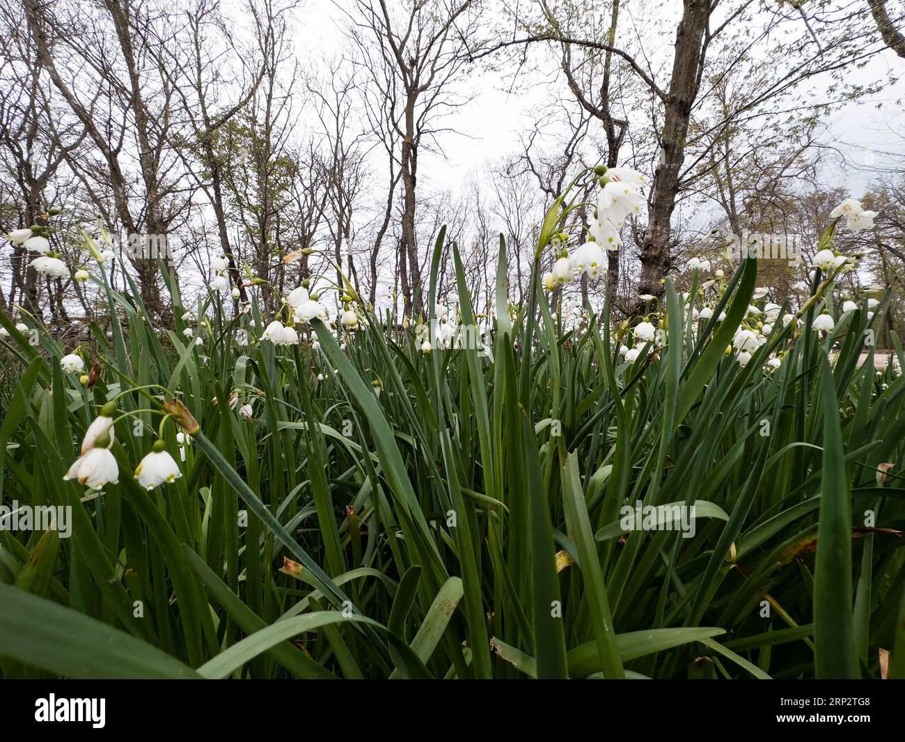 Snowdrops in spring Selected focus. Spring background Stock Photo