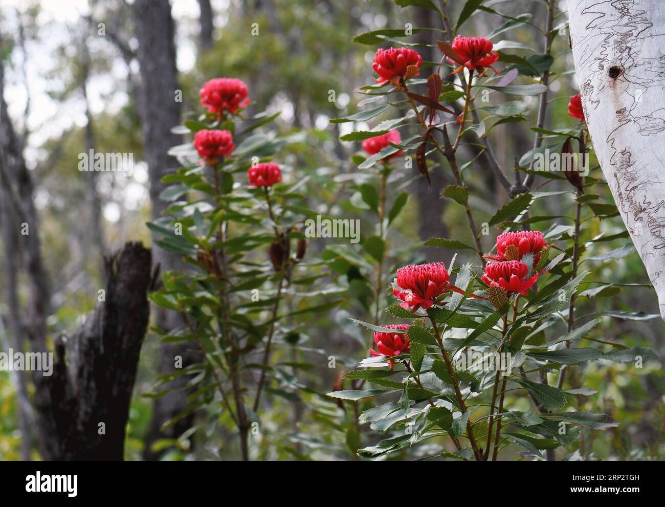 Iconic Australian native red waratah flowers, Telopea speciosissima, family Proteaceae, growing in Sydney forest understorey amidst Scribbly Gum Trees Stock Photo