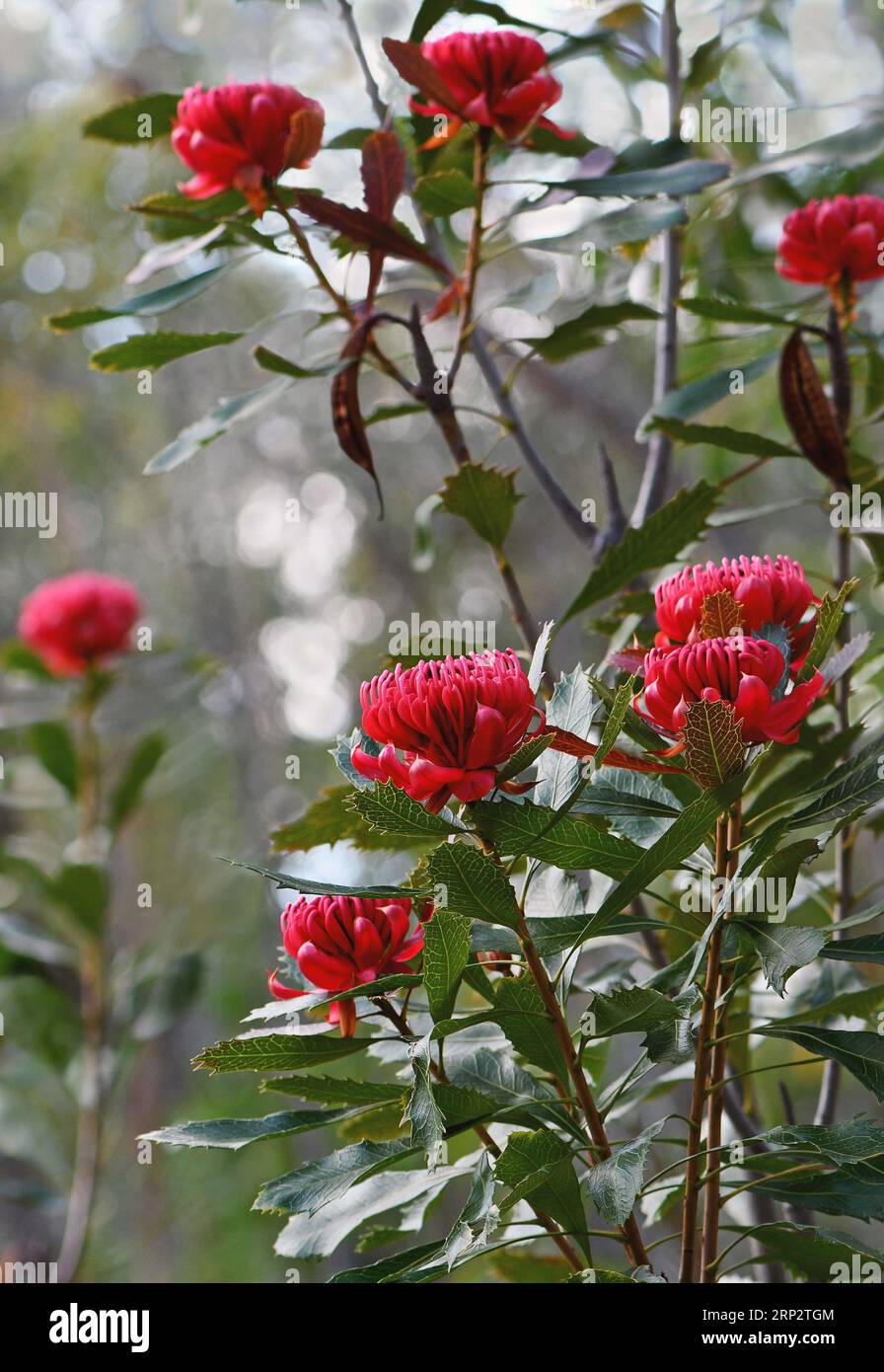 Iconic Australian native red waratah flowers, Telopea speciosissima, family Proteaceae, growing in Sydney forest understorey amidst Scribbly Gum Trees Stock Photo