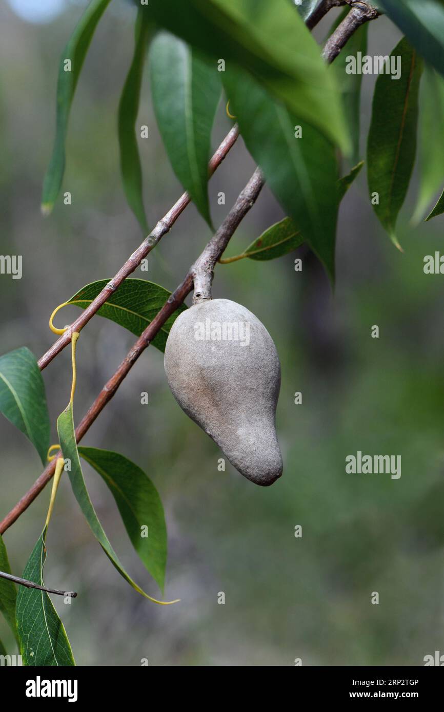 Native pear hi res stock photography and images Alamy