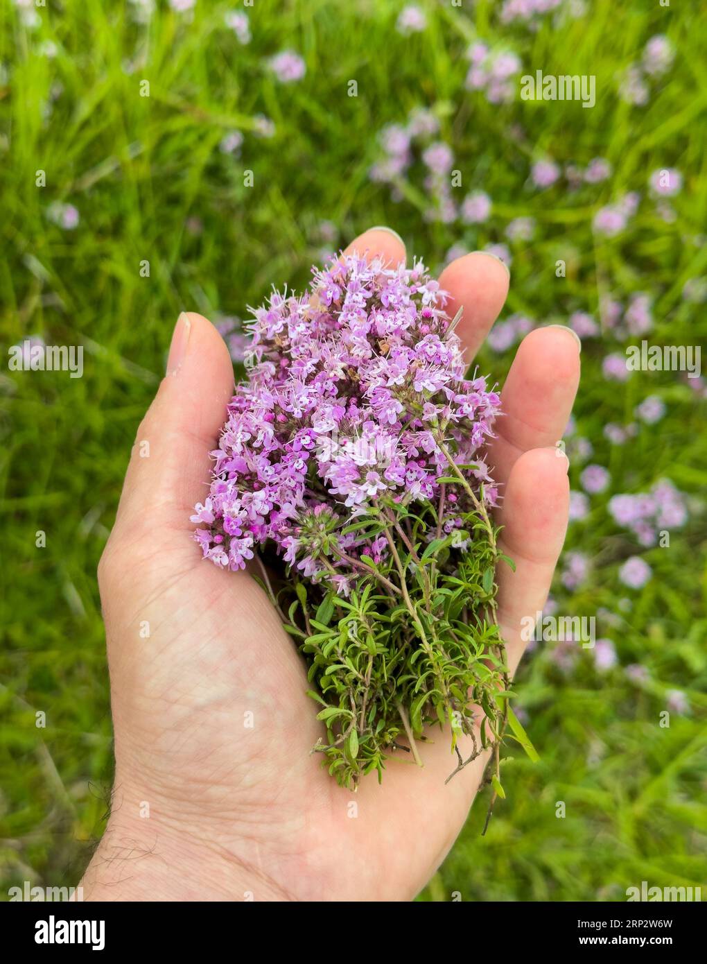 Fresh thyme in a handful Stock Photo