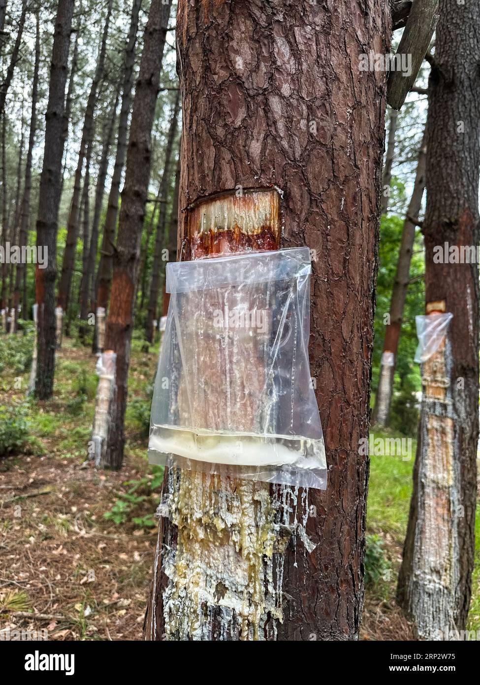 Resin production from pine trees. Resin bag. Stock Photo