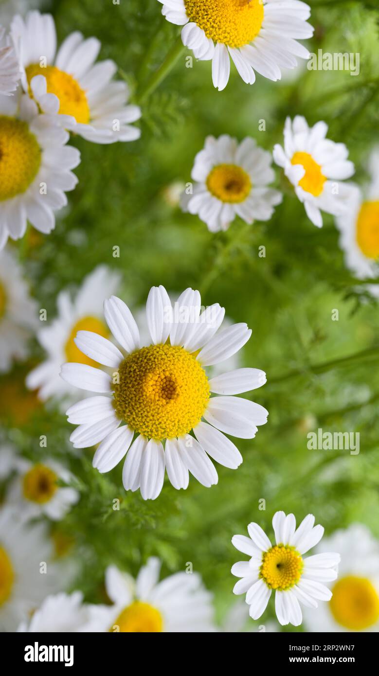 Close-up of daisy flowers in vertical frame. Spring time. Natural background. Stock Photo
