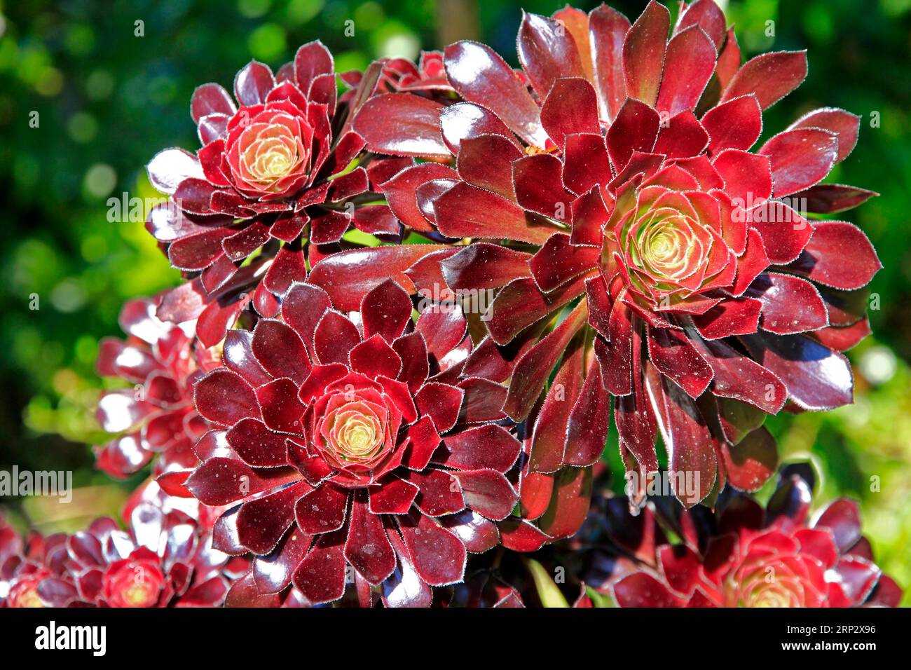 Thick-leaved plant (Aeonium) close-up, Blandys Garden, Funchal, Madeira Island Stock Photo