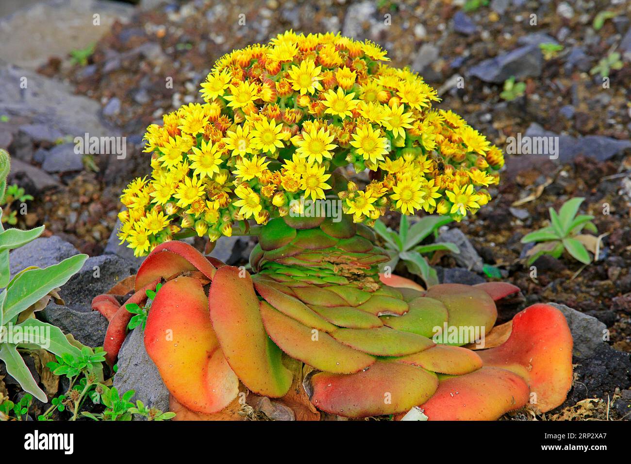 Thick-leaved plant (Aeonium) close-up, Ribeira da Janela, north side, Madeira Island Stock Photo